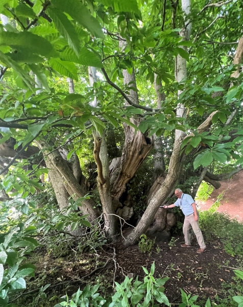 Canford School Arboretum